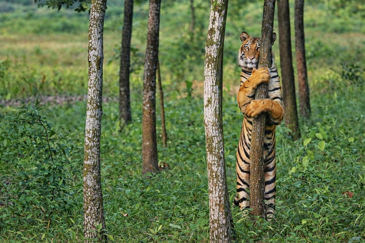 Rare Heartwarming Moment of Royal Bengal Tiger at Gazipur Safari Park Captured