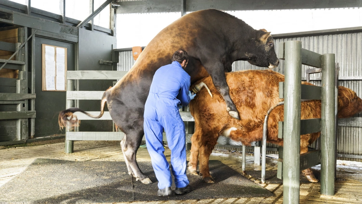 No Bull Semen Available in Rangpur, Farmers in Distress