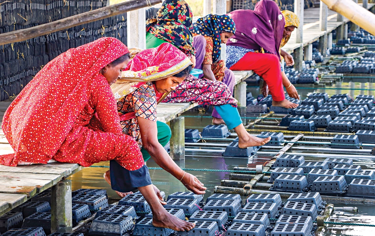 Soft-Shell Crab Farming Emerges as ‘New Gold’ for Sundarbans Coast, Boosting Exports and Livelihoods