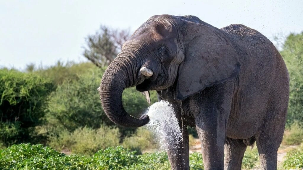 Elephants' Remarkable Sense of Smell Helps Them Detect Water from Miles Away