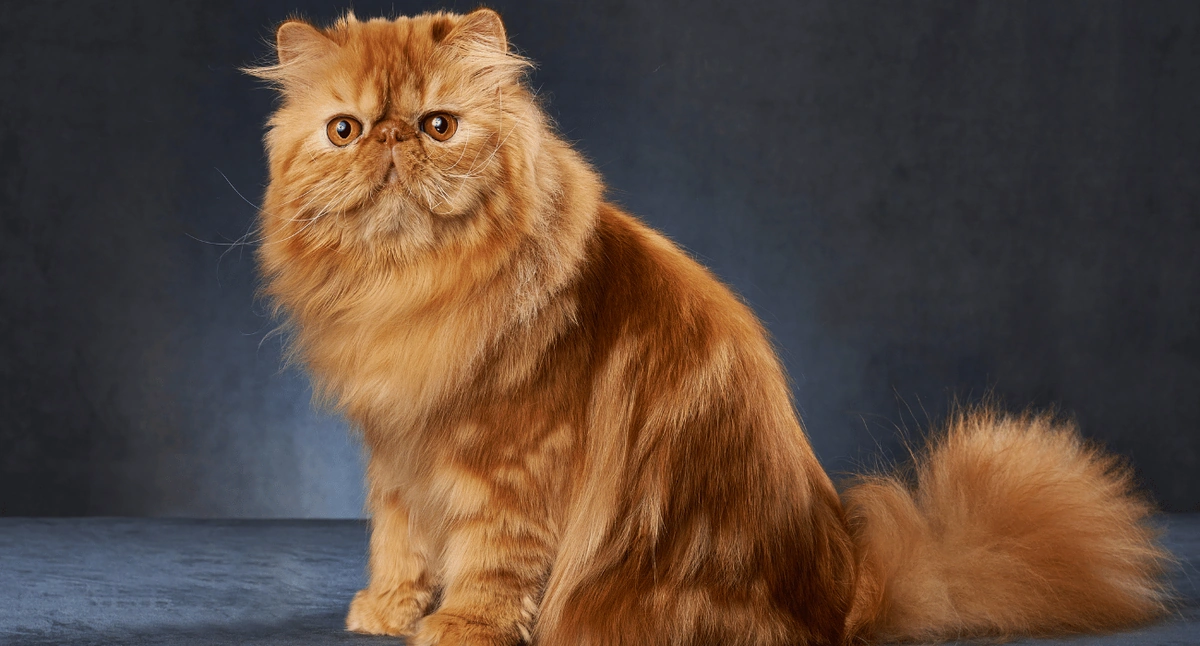 How Cats Became Nature’s Most Efficient and Evolved Predators