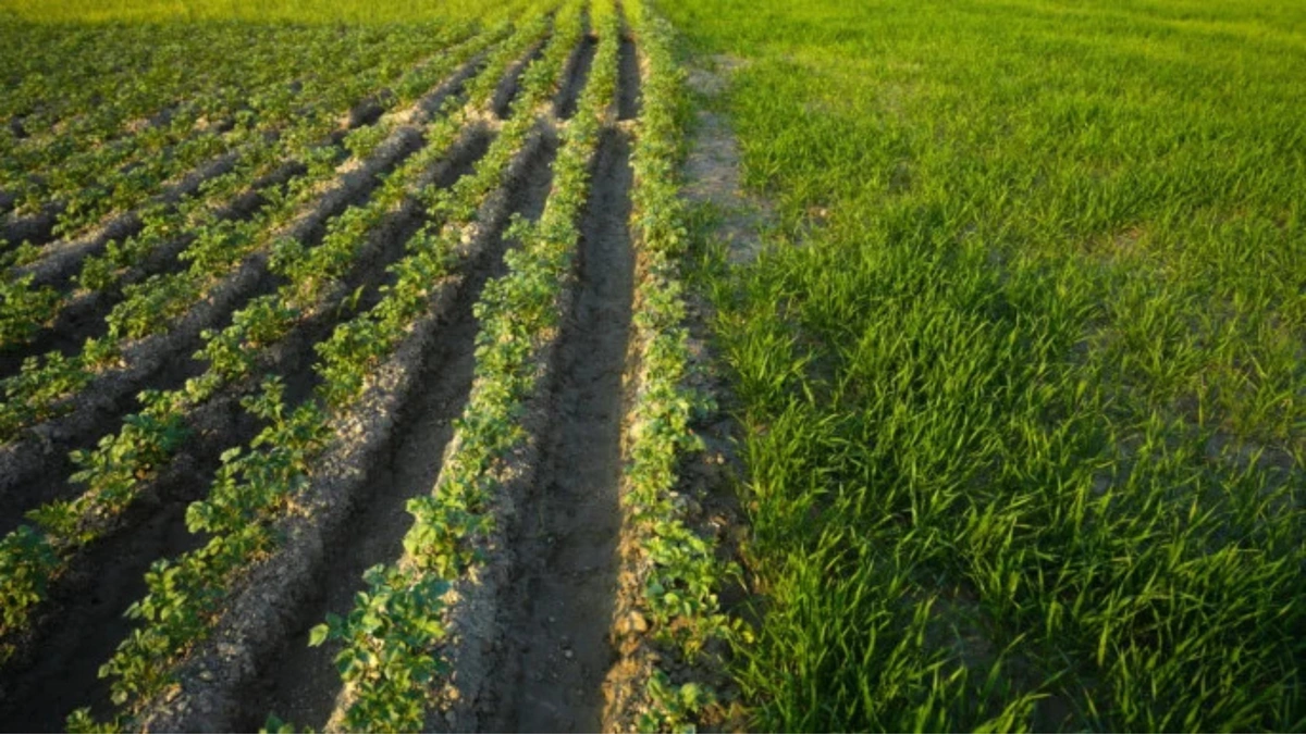 Padma River Chars Witness a Farming Revolution with Multicropping