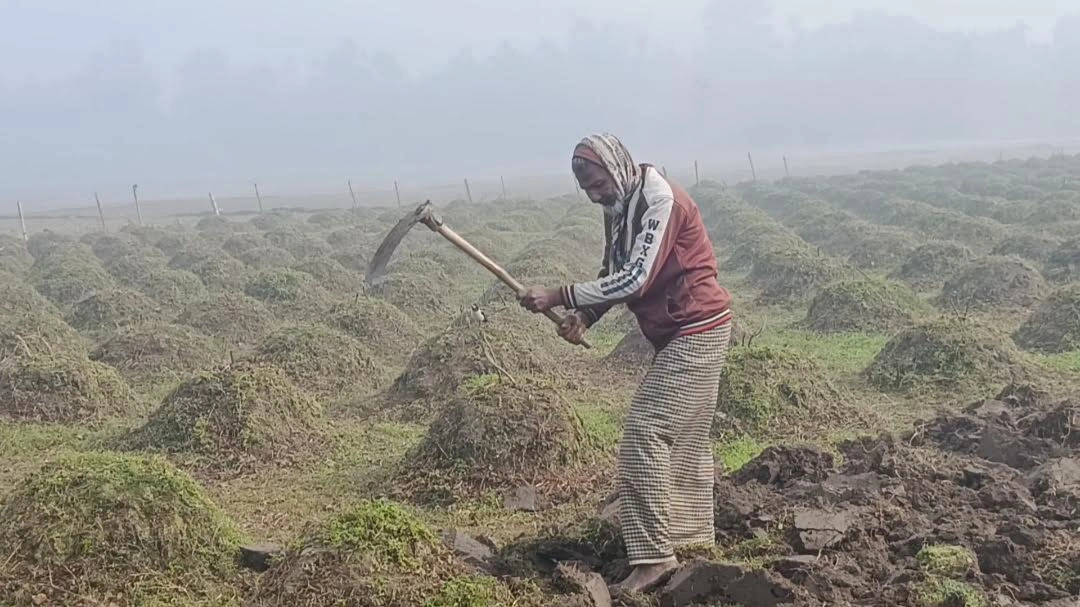 Panchagarh Records Season’s Lowest Temperature at 6.8°C Amid Moderate Cold Wave