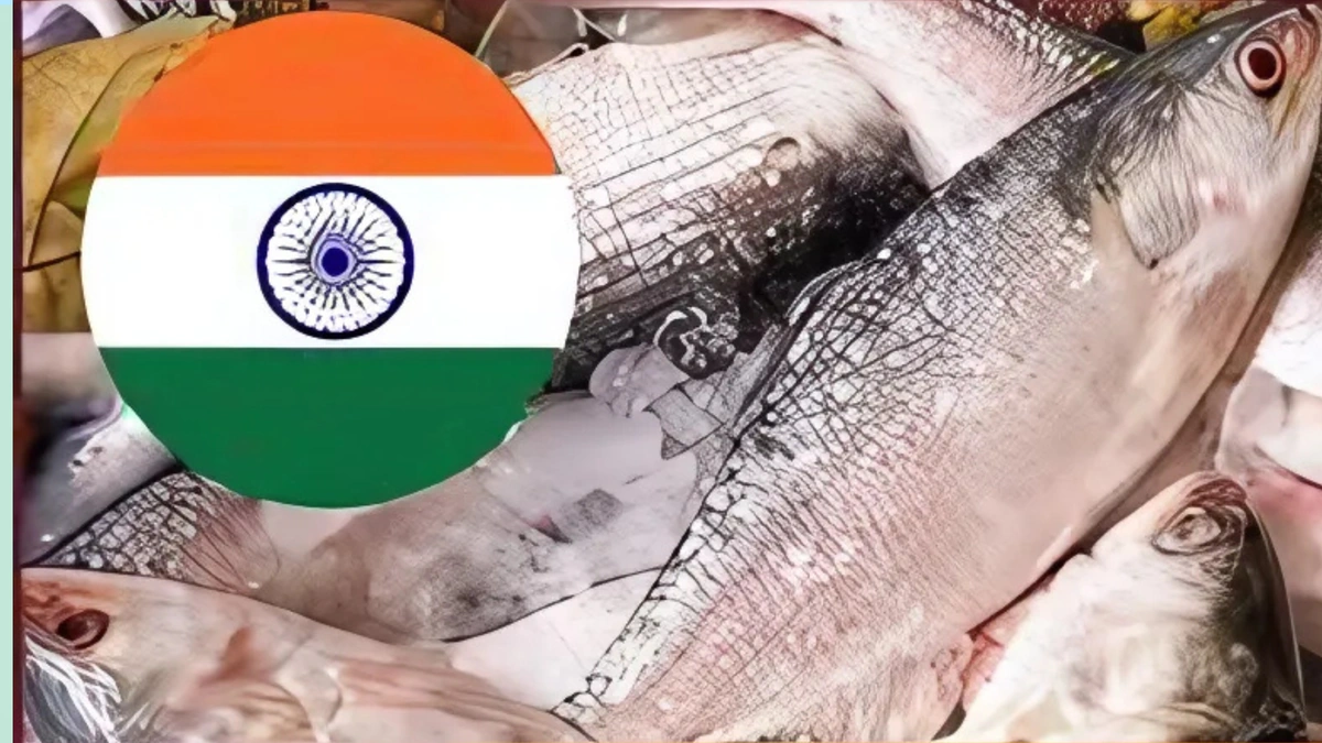 Bangladesh Sends First Hilsa Shipment to India