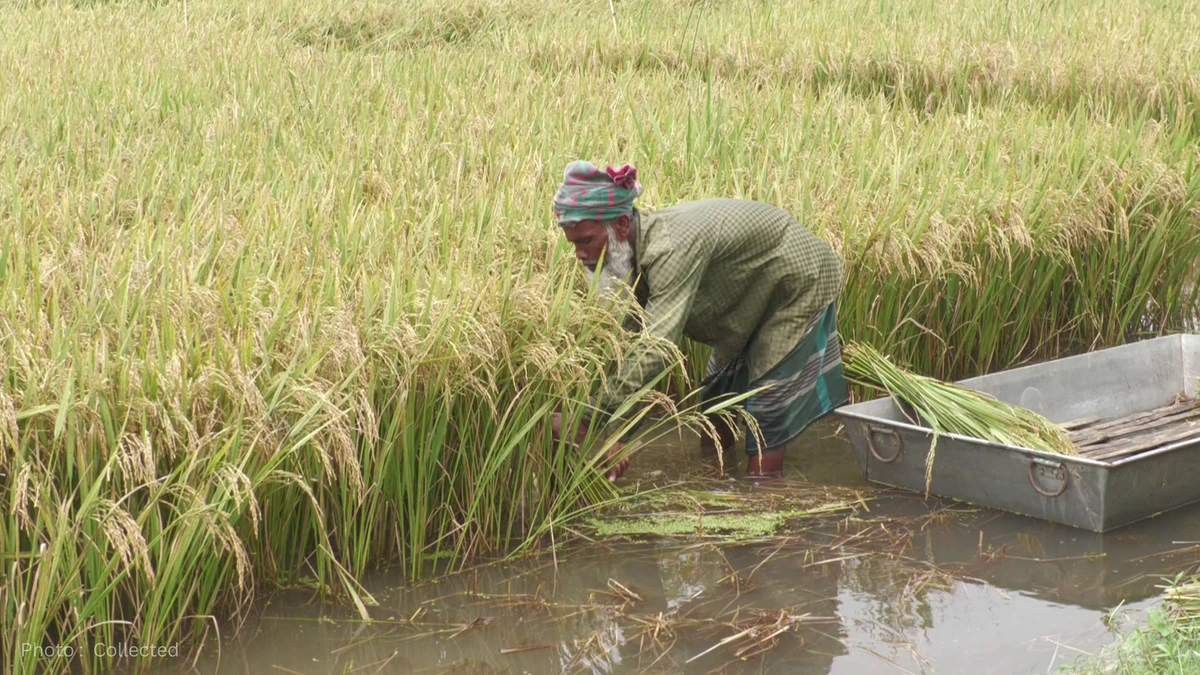 PM announces 3 months’ assistance for farmers hit by heavy rains in northeast