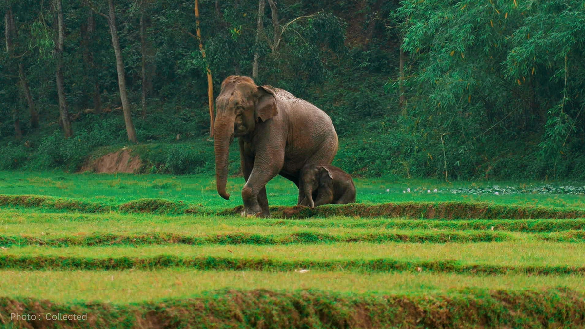 Mother and Child Killed in Wild Elephant Attack in Cox’s Bazar