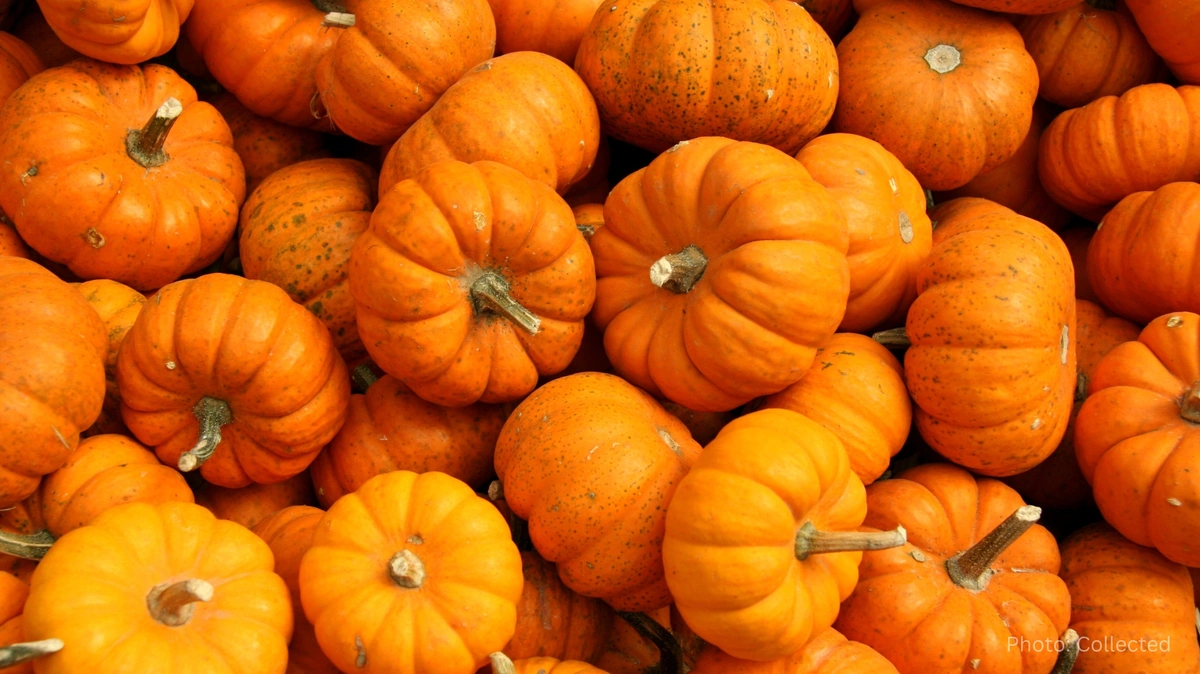 Japanese Researchers Develop Biodegradable Food Packaging from Pumpkin Peels
