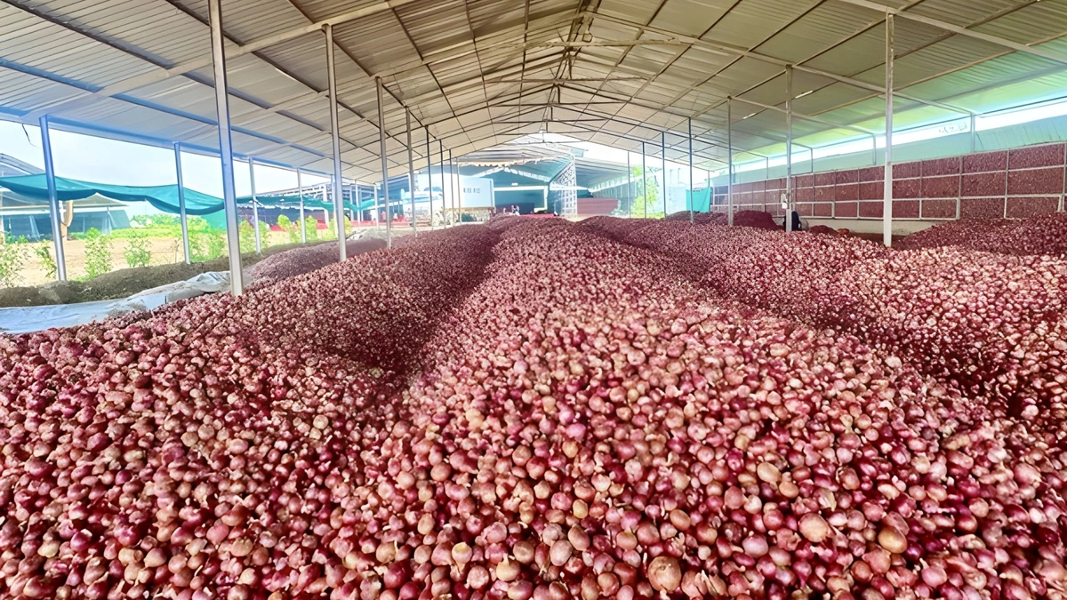 Indian Onion Exporters Facing a Major Downturn