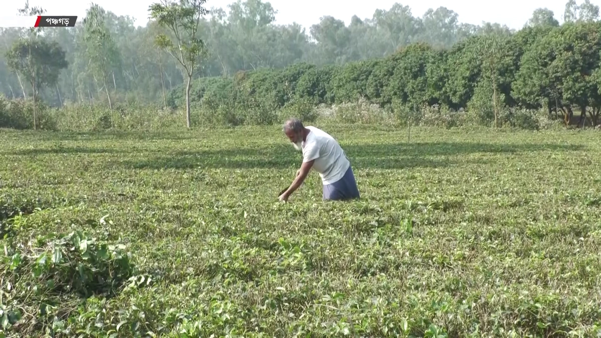 Panchagarh's Tea Industry Thrives as Pruning Efforts Boost 500-Crore-Taka Industry