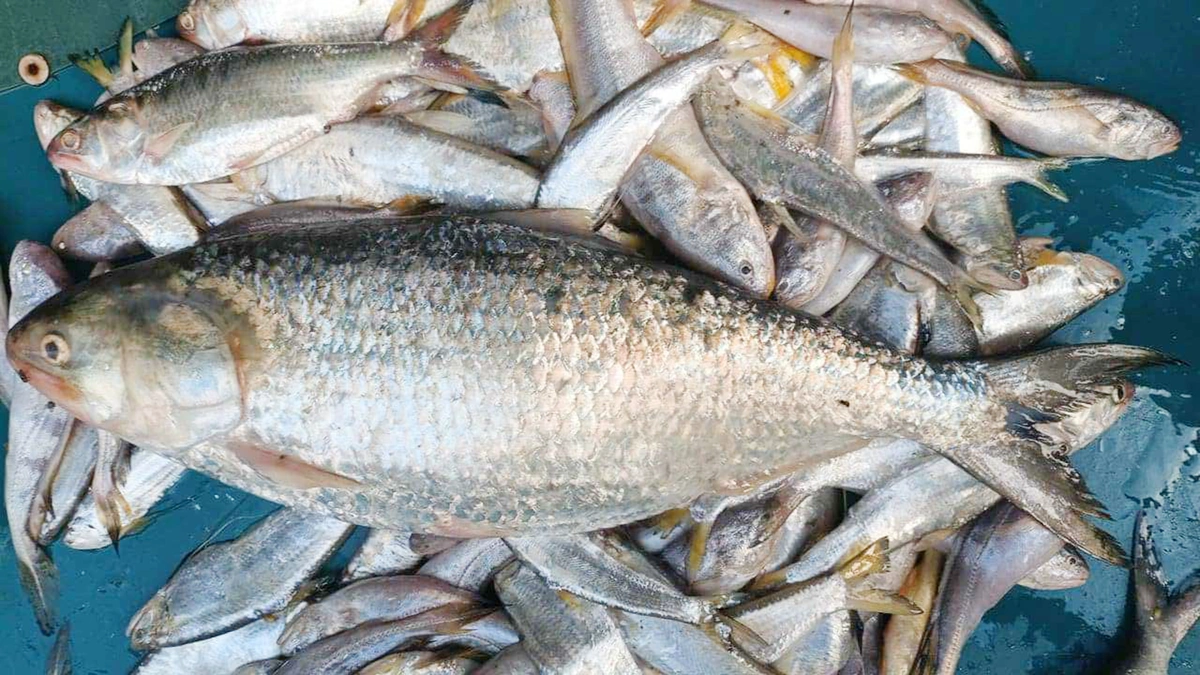 A Single Hilsa Fish Costs 12,000 Taka in Barguna