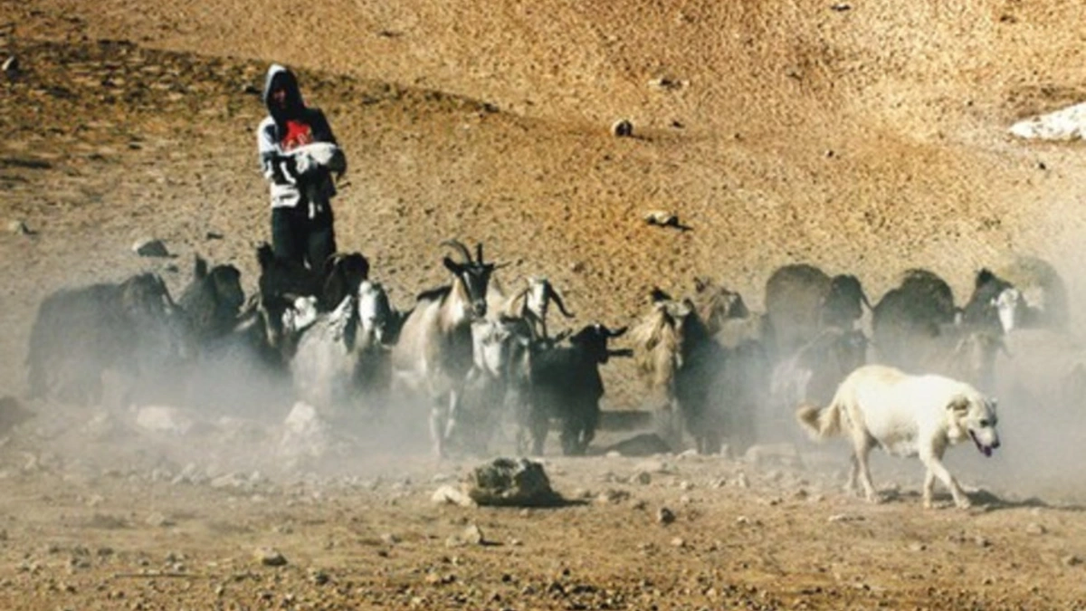 Israeli Troops Allegedly Steal 250 Goats from Syria and Smuggle Them into Occupied West Bank