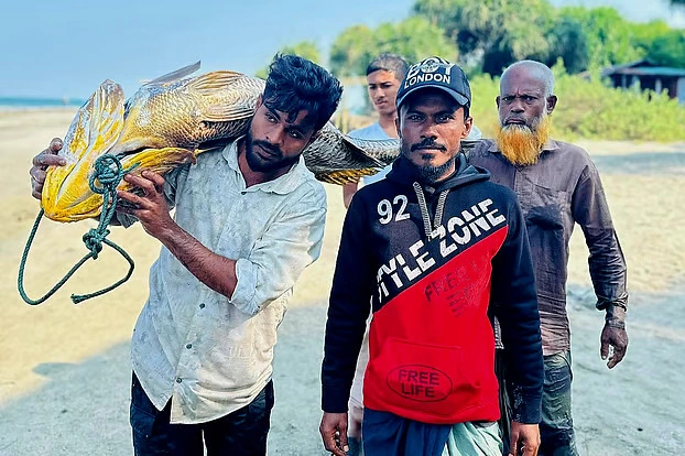 33-Kilogram Black Popa Fish Caught in Saint Martin, Priced at 7 Lakh Taka